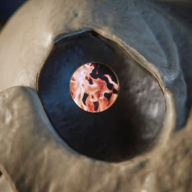 5 ft. Grave & Bones Skelly's Sitting Dog with LifeEyes™ LCD Eyes H22