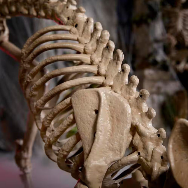 5 ft. Long Grave & Bones LED Skelly's Cat H21